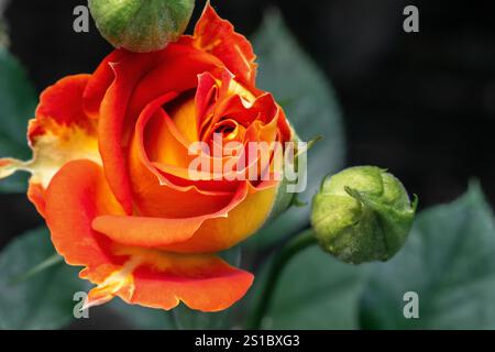 Fiori di rosa gialli e arancioni Foto Stock