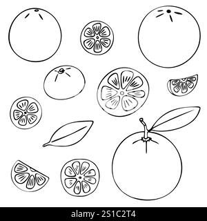 Set di spaghetti alla frutta d'arancia. Arance, clementine, metà, interi, fette, foglie. Illustrazione Vettoriale