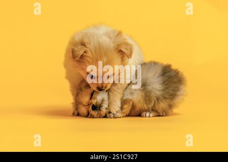 Due piccoli cuccioli di chihuahua che suonano insieme davanti a uno sfondo giallo in studio Foto Stock