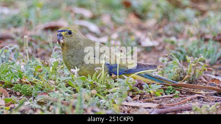 Pappagallo alato blu (Neophema chrysostoma) che si nutre di erba bassa e erbacce con un teleobiettivo a Hobart, Tasmania, Australia Foto Stock