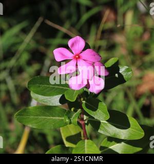 Catharanthus roseus, fiore rosa e pianta medica che cresce in Thailandia. Foto Stock