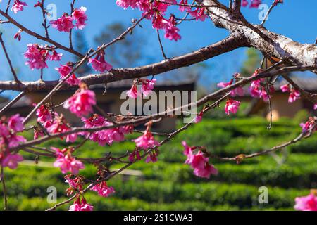Ciliegio in fiore nel villaggio cinese di Ban Rak Thai con case tradizionali nella piantagione di tè, Thailandia Foto Stock