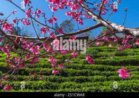 Ciliegio in fiore nel villaggio cinese di Ban Rak Thai con case tradizionali nella piantagione di tè, Thailandia Foto Stock