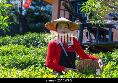 Un operaio che raccoglie il tè nella piantagione di tè tailandese Ban Rak, Thailandia Foto Stock