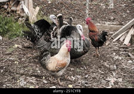 Galline e tacchini pascolano liberamente nella coop montagnosa all'aperto e farm.Arcadia, Grecia Foto Stock