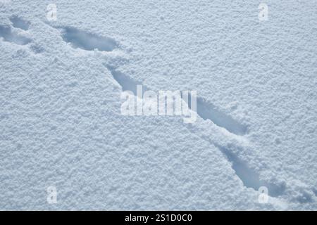 Impronte di animali sulla trama della neve a terra nel Parco dell'Etna, Sicilia, Italia Foto Stock