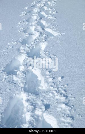 Piste per racchette da neve fresca nel Parco dell'Etna, Sicilia, Italia (2) Foto Stock