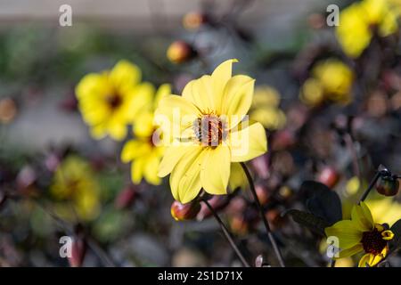 Esplorando la flora e la fauna al Mayfield Garden appena fuori Oberon, nel centro-ovest del nuovo Galles del Sud, Australia. Uno spettacolare giardino privato di 65 ettari Foto Stock
