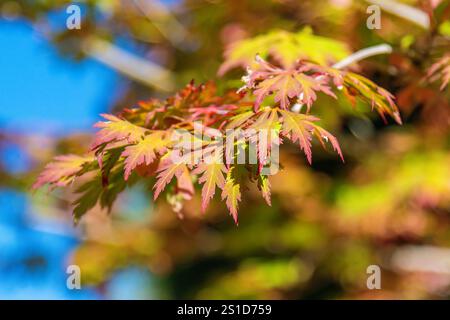 Esplorando la flora e la fauna al Mayfield Garden appena fuori Oberon, nel centro-ovest del nuovo Galles del Sud, Australia. Uno spettacolare giardino privato di 65 ettari Foto Stock