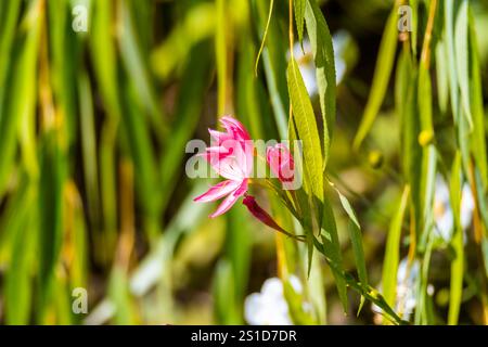 Esplorando la flora e la fauna al Mayfield Garden appena fuori Oberon, nel centro-ovest del nuovo Galles del Sud, Australia. Uno spettacolare giardino privato di 65 ettari Foto Stock