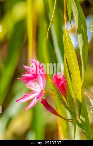 Esplorando la flora e la fauna al Mayfield Garden appena fuori Oberon, nel centro-ovest del nuovo Galles del Sud, Australia. Uno spettacolare giardino privato di 65 ettari Foto Stock