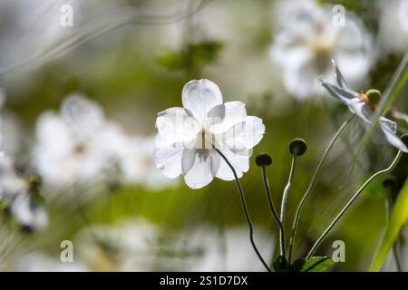 Esplorando la flora e la fauna al Mayfield Garden appena fuori Oberon, nel centro-ovest del nuovo Galles del Sud, Australia. Uno spettacolare giardino privato di 65 ettari Foto Stock