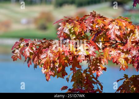 Esplorando la flora e la fauna al Mayfield Garden appena fuori Oberon, nel centro-ovest del nuovo Galles del Sud, Australia. Uno spettacolare giardino privato di 65 ettari Foto Stock
