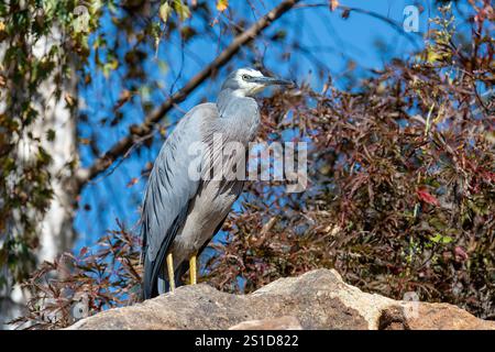 Esplorando la flora e la fauna al Mayfield Garden appena fuori Oberon, nel centro-ovest del nuovo Galles del Sud, Australia. Uno spettacolare giardino privato di 65 ettari Foto Stock