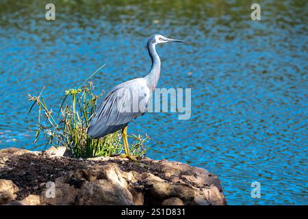 Esplorando la flora e la fauna al Mayfield Garden appena fuori Oberon, nel centro-ovest del nuovo Galles del Sud, Australia. Uno spettacolare giardino privato di 65 ettari Foto Stock