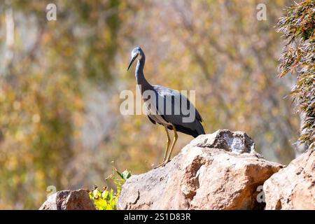 Esplorando la flora e la fauna al Mayfield Garden appena fuori Oberon, nel centro-ovest del nuovo Galles del Sud, Australia. Uno spettacolare giardino privato di 65 ettari Foto Stock