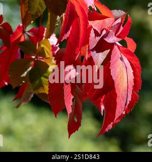 Esplorando la flora e la fauna al Mayfield Garden appena fuori Oberon, nel centro-ovest del nuovo Galles del Sud, Australia. Uno spettacolare giardino privato di 65 ettari Foto Stock