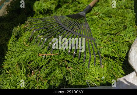 Sacco di rafia pieno di resti di potatura delle siepi di thuja. Rastrello per foglie Foto Stock