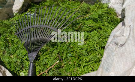 Sacco di rafia pieno di resti di potatura delle siepi di thuja. Rastrello per foglie Foto Stock