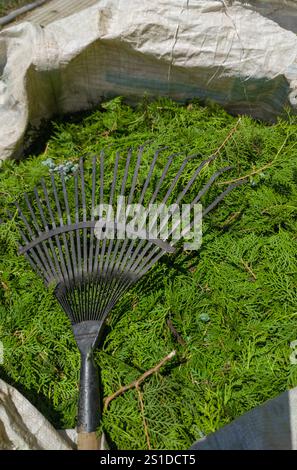 Sacco di rafia pieno di resti di potatura delle siepi di thuja. Rastrello per foglie Foto Stock