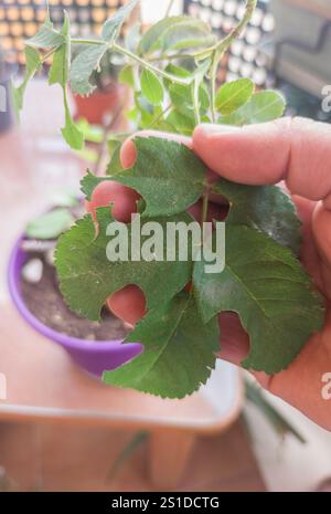 Mostra le foglie di un cespuglio di rose attaccato da insetti. Malattie di piante ornamentali Foto Stock