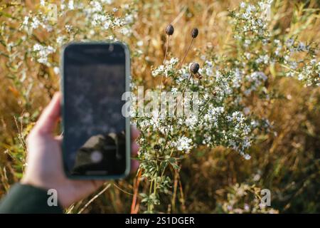 Persona che scatta foto di fiori selvatici in un campo soleggiato al telefono Foto Stock