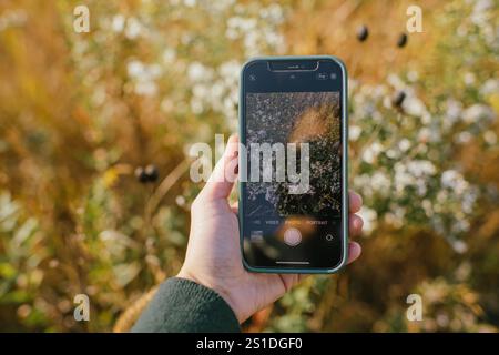 Mano con uno smartphone che cattura fiori selvatici in un campo soleggiato Foto Stock