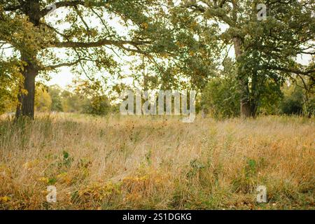 Prato illuminato dal sole con alte erbe e alberi sfocati sullo sfondo Foto Stock