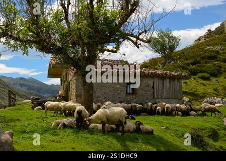 le pecore pascolano e si nascondono nell'ombra Foto Stock