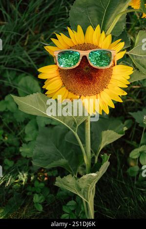 Girasole con occhiali da sole in un campo verde in una giornata estiva di sole Foto Stock