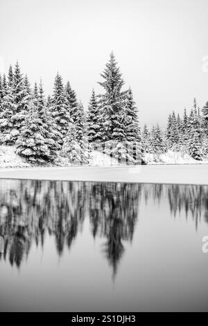 Pini ricoperti di neve che si riflettono nello stagno in inverno, Maine Foto Stock