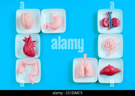 Visualizzazione creativa di organi umani modello tra cui cervello, cuore, polmoni, stomaco, intestino, e reni disposti su piccole piastre contro una b luminosa Foto Stock