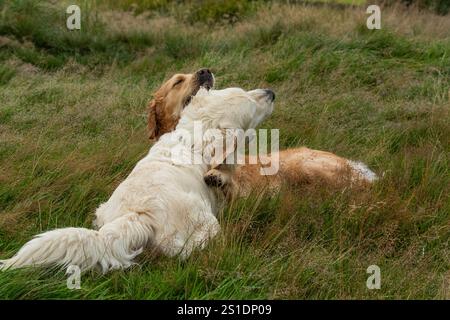 Due Golden retriever giocano insieme sull'erba, uno è dorato e uno è pallido. Gioco di cani, amici cani. comportamento giocoso del cane. Foto Stock