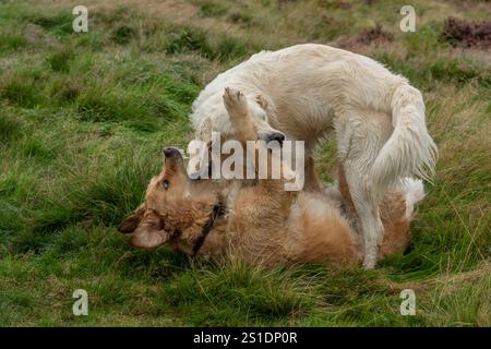 Due Golden retriever giocano insieme sull'erba, uno è dorato e uno è pallido. Gioco di cani, amici cani. comportamento giocoso del cane. Foto Stock