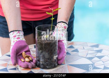 Giardiniere che tiene in mano un vaso di vetro con una pianta di quercia holly in crescita e mostra ghiande in mano Foto Stock