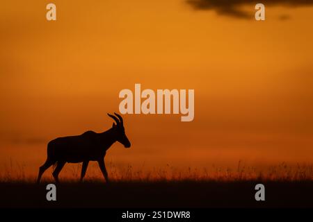 Topi si erge cammina lungo l'orizzonte dopo il tramonto Foto Stock