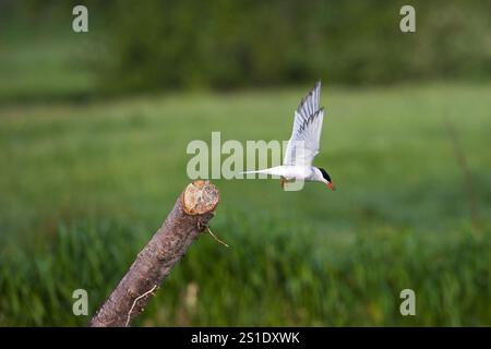 Common tern Sterna hirundo decollare dal ramo accanto al fiume Avon Hampshire portelli Ringwood Hampshire England Regno Unito Foto Stock