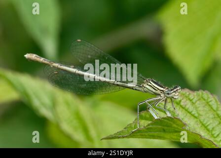 Damigella dalle gambe bianche, pennipi Platycnemis femminili seduti su una foglia, profilo da vicino. In attesa di preda, insetto. Trencin, Slovacchia Foto Stock