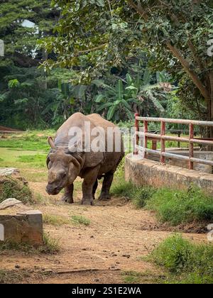 Primo piano del rinoceronte indiano noto anche come il rinoceronte più grande. Foto Stock