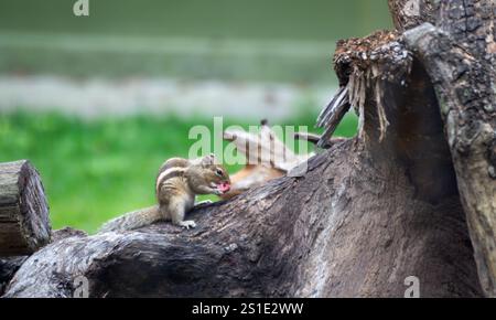 Un primo piano di uno scoiattolo che mangia su un ramo di un albero. Foto Stock