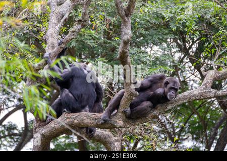 Gorilla seduti su un ramo di un albero in uno zoo Foto Stock