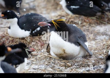 Pinguino di Macaroni (Eudyptes chrysolophus) in una colonia meridionale di Rockhopper, Bleaker Island, Isole Falkland Foto Stock