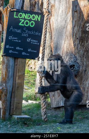 Londra, Inghilterra, Regno Unito. 3 gennaio 2025. Gorilla di pianura occidentale allo ZSL London Zoo durante l'inventario annuale degli animali. La scorta registra oltre 500 specie, sostenendo programmi di riproduzione per la conservazione globale della fauna selvatica in via di estinzione. (Credit Image: © Thomas Krych/ZUMA Press Wire) SOLO PER USO EDITORIALE! Non per USO commerciale! Foto Stock