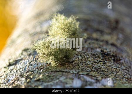 Tronco di jerivá (Syagrus romanzoffiana) Foto Stock