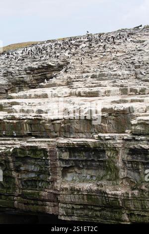 Southern Rockhopper (Eudyptes chrysocome) colonia di pinguini sulla cima delle scogliere, Sea Lion Island, Isole Falkland Foto Stock