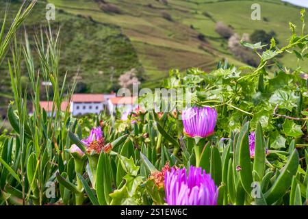 Fichi Hottentot nei campi dei Paesi Baschi in una giornata di sole Foto Stock