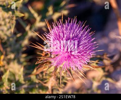 Cardo da latte (Silybum marianum), noto anche come corona di Cristo, cardo tuono o cardo salvatore. Prelevato a Santorini. Foto Stock