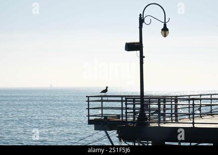 Sagoma di un gabbiano arroccato sulla cima di un binario di sicurezza sul molo di Santa Monica. Foto Stock