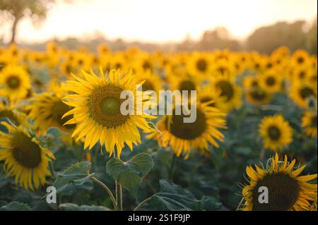 Ampia foto del campo agricolo in cui girasole coltivato e fiorito. La sera e la luce del sole brillano i fiori. Foto Stock