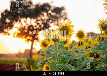 Girasoli coltivati completamente fioriti nel campo e alberi in fondo sfocano con bokeh e imitazione alla luce del sole serale. Foto Stock